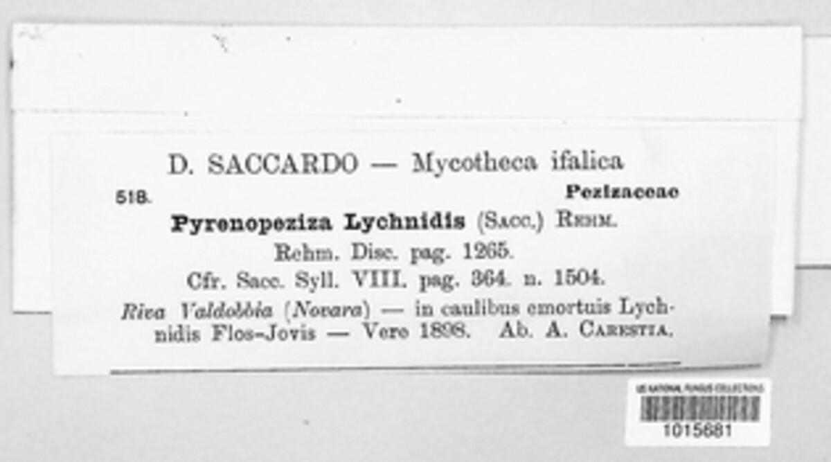 Pyrenopeziza lychnidis image